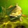 My Fishing World - реальная рыбалка