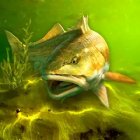 My Fishing World - реальная рыбалка
