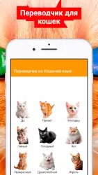Переводчик на кошачий язык