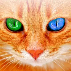 Переводчик на кошачий язык