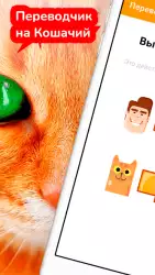 Переводчик на кошачий язык